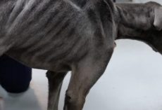 Wounded and Starving, He Lay Alone — Until a Stranger Stopped to Help