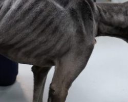 Wounded and Starving, He Lay Alone — Until a Stranger Stopped to Help