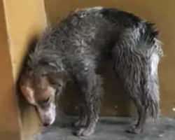 Abandoned Border Collie Transforms After Surviving Brutal Attack