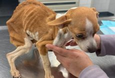 Starving Pup Abandoned in Bronx Apartment Finds Hope and a New Beginning