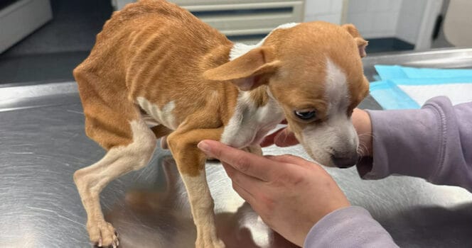 Starving Pup Abandoned in Bronx Apartment Finds Hope and a New Beginning