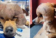 Stray Dog With 4-Pound Tumor Finally Gets the Miracle He Deserved
