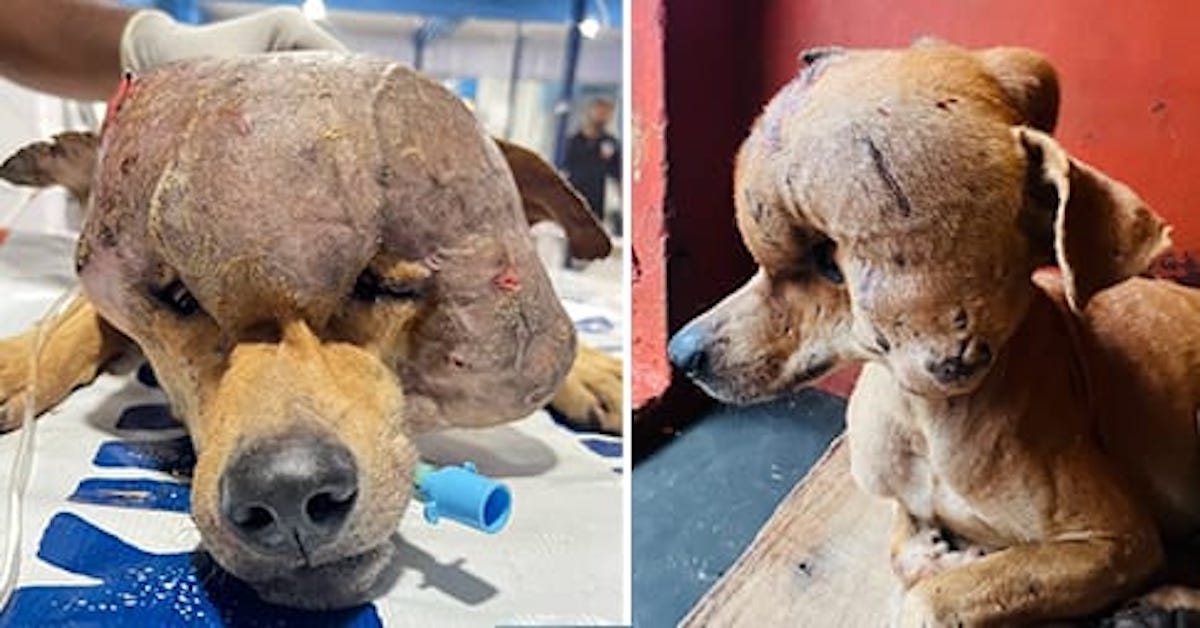 Stray Dog With 4-Pound Tumor Finally Gets the Miracle He Deserved