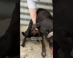 Senior Dog Who Was Left Behind Gets All The Toys She Wants