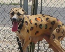 Starving Mama Dog Found Tied in Blistering Sun — Covered in Painted Leopard Spots