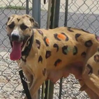 Starving Mama Dog Found Tied in Blistering Sun — Covered in Painted Leopard Spots