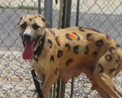 Starving Mama Dog Found Tied in Blistering Sun — Covered in Painted Leopard Spots