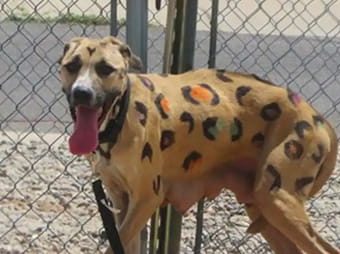Starving Mama Dog Found Tied in Blistering Sun — Covered in Painted Leopard Spots
