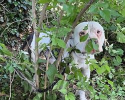 Dog Hides in Bush for Days — Then Neighbors Realize the Heartbreaking Reason
