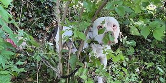 Dog Hides in Bush for Days — Then Neighbors Realize the Heartbreaking Reason
