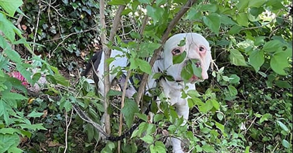 Dog Hides in Bush for Days — Then Neighbors Realize the Heartbreaking Reason