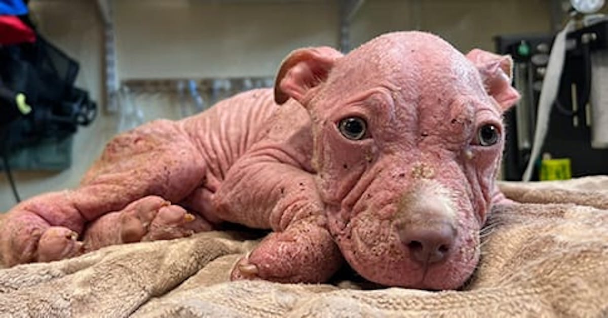 Sick, Pink-Skinned Puppy Rescued by Vets Who Refused to Give Up