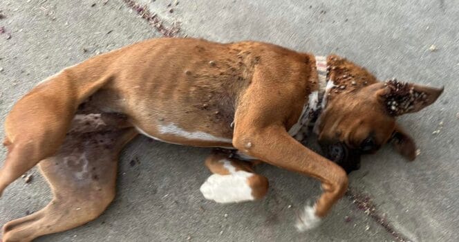 Boxer Puppy Collapses in Stranger’s Driveway — But Her Story Ends in the Sweetest Way