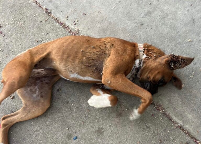 Boxer Puppy Collapses in Stranger’s Driveway — But Her Story Ends in the Sweetest Way