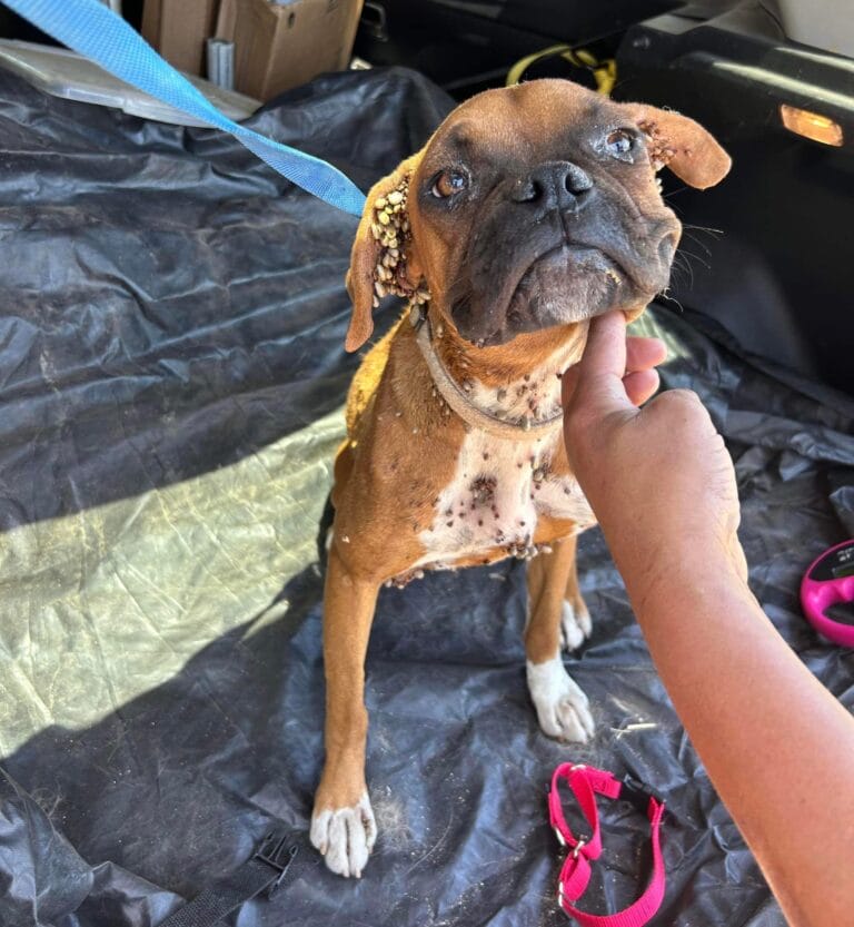 Boxer Puppy Collapses in Stranger’s Driveway — But Her Story Ends in the Sweetest Way