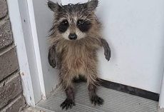 Soaked and Alone, Baby Raccoon Waits on Porch for Help After Storm