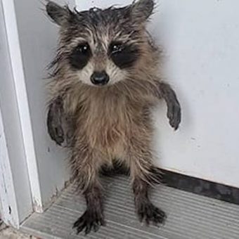 Soaked and Alone, Baby Raccoon Waits on Porch for Help After Storm