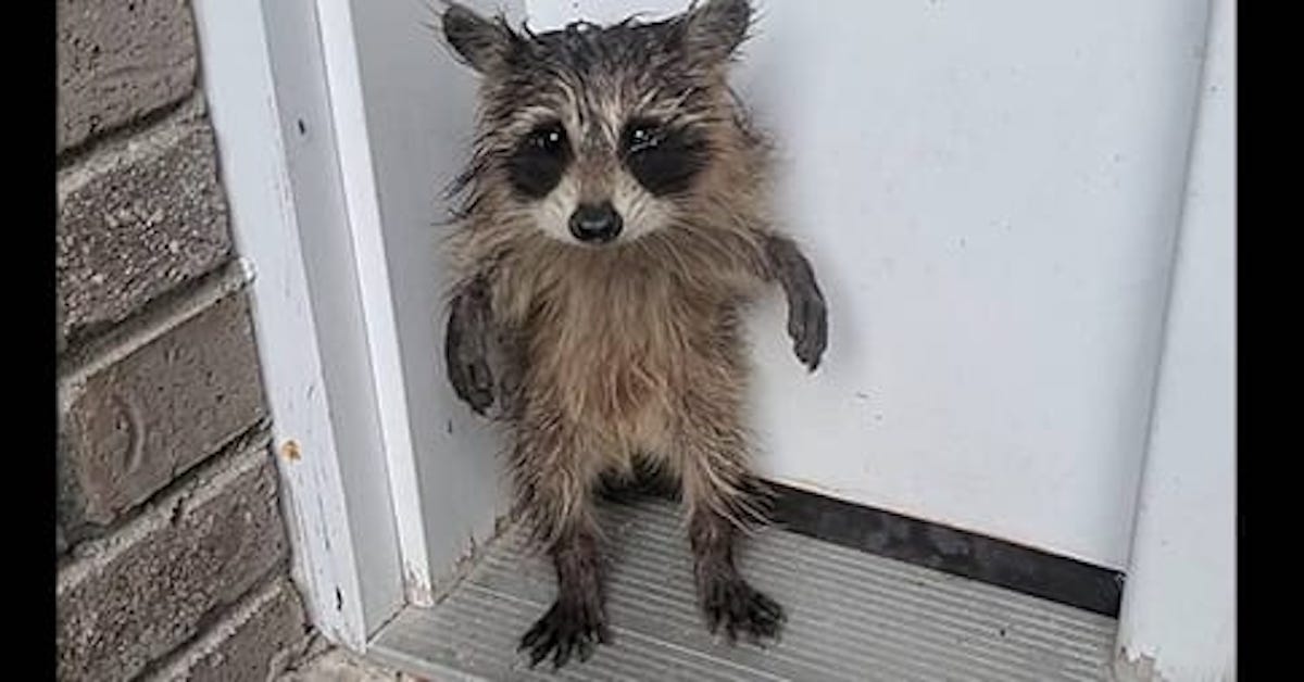 Soaked and Alone, Baby Raccoon Waits on Porch for Help After Storm