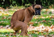 Why Your Dog Stares at You While Pooping — And Yes, It Might Break Your Heart
