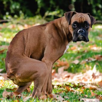Why Your Dog Stares at You While Pooping — And Yes, It Might Break Your Heart