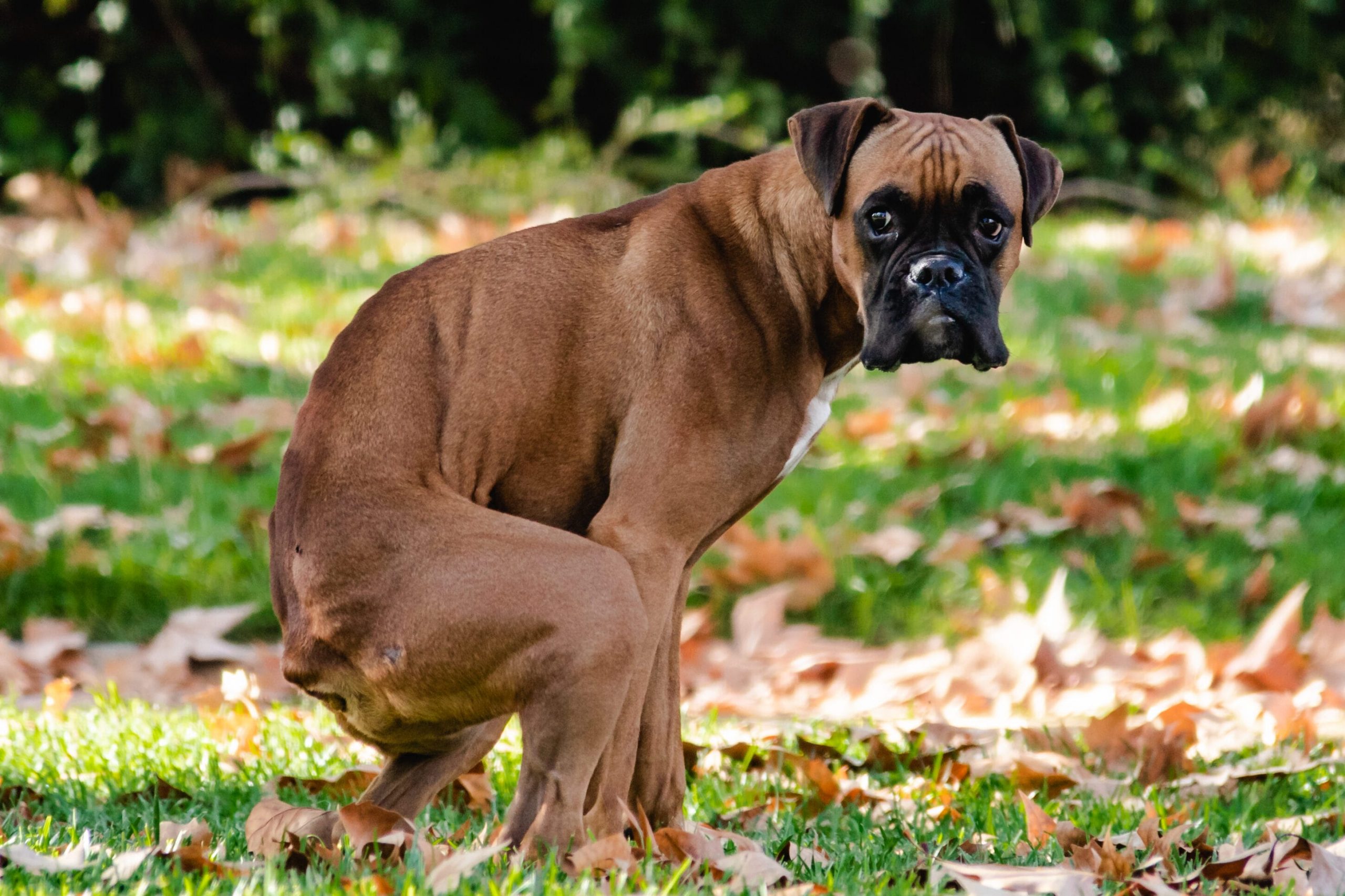 Why Your Dog Stares at You While Pooping — And Yes, It Might Break Your Heart