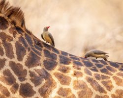 Photographer Captures Striking Giraffe — Then Learns the Heartbreaking Truth