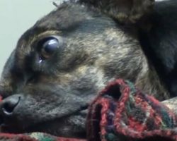 Zoey Was Hit by a Car and Left Broken — But She Refused to Give Up