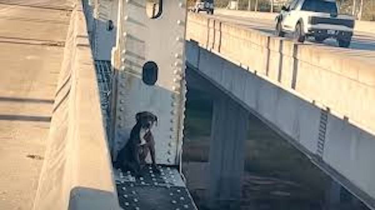 Terrified Pittie Trapped On Bridge For 12 Hours Finally Gets The Help She Desperately Needed