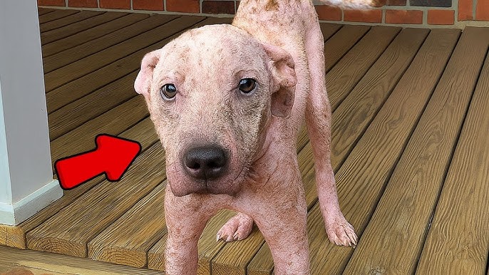 Pit Bull Who Was Slowly Turning To 'Stone' Can't Stop Wagging His Tail Now