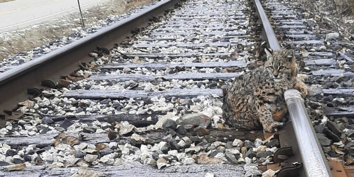 Frozen to the Tracks, a Bobcat's Life Is Saved Just in Time