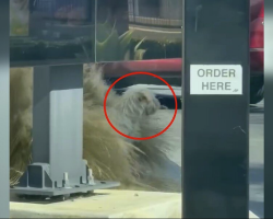 Driver Slams On Brakes When Shaggy Pup Pops Up Beneath Drive-Thru Window