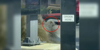 Driver Slams On Brakes When Shaggy Pup Pops Up Beneath Drive-Thru Window