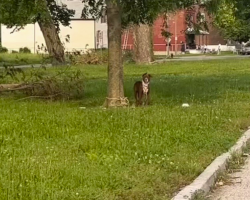 Dog Tied to Tree Can’t Stop Wagging When Help Finally Arrives
