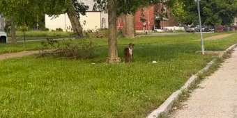 Dog Tied to Tree Can’t Stop Wagging When Help Finally Arrives