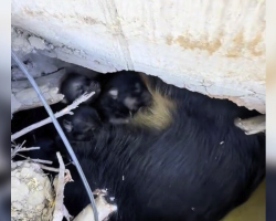 Strange Sounds Beneath a Trailer Lead Rescuer to Two Hidden Litters of Puppies