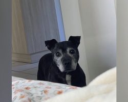 Woman Turns Around And Finds A Senior Pittie Standing In Her Living Room