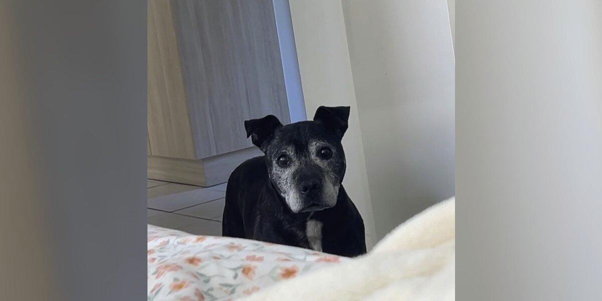 Woman Turns Around And Finds A Senior Pittie Standing In Her Living Room