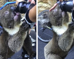 Thirsty Koala Stops Cyclists and Asks for a Drink