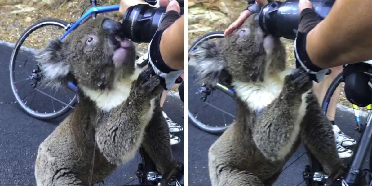 Thirsty Koala Stops Cyclists and Asks for a Drink