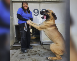 Real-Life Scooby-Doo Is Waiting in a Shelter for Someone to Take Him Home