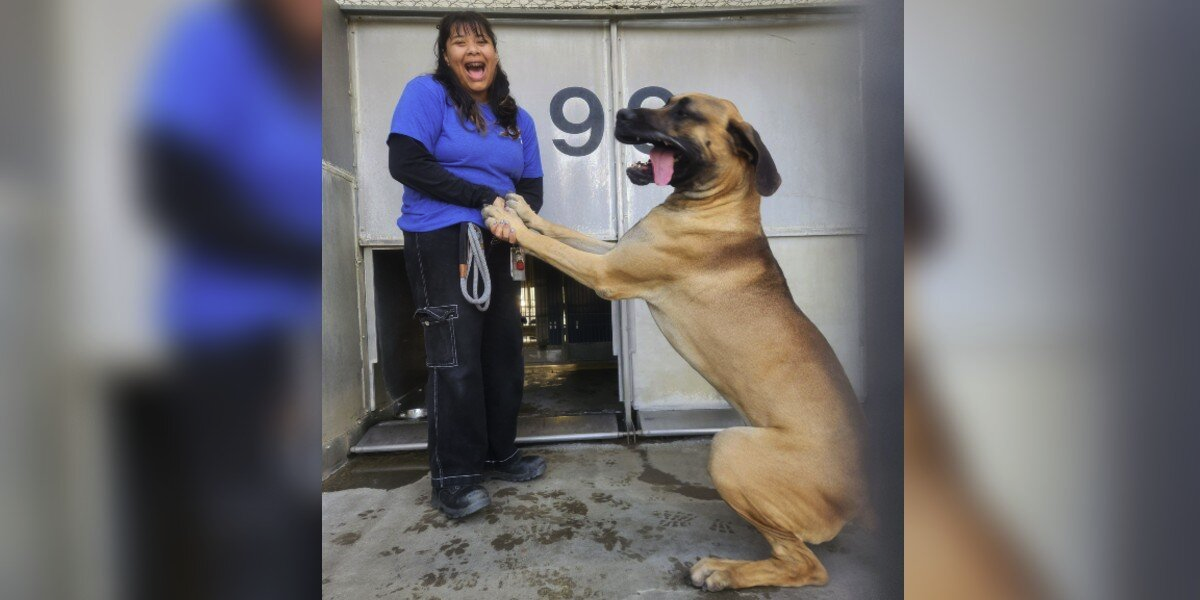 Real-Life Scooby-Doo Is Waiting in a Shelter for Someone to Take Him Home
