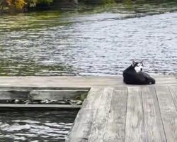 Terrified Husky Curled Up On a Dock Is Finally Safe Thanks to Determined Rescuers