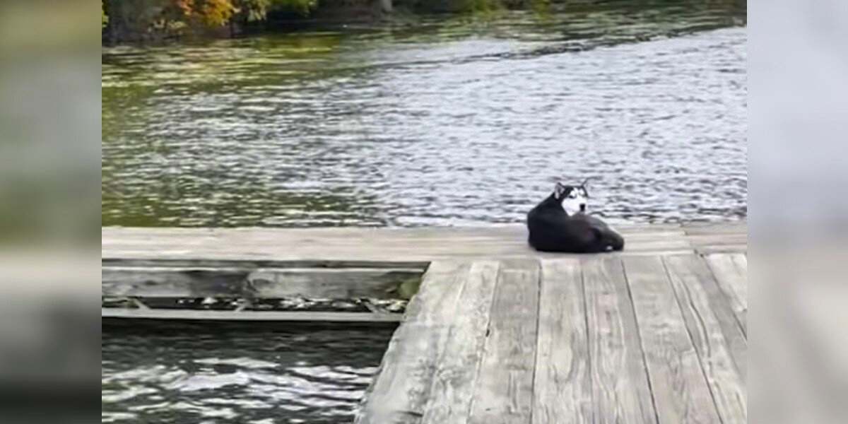 Terrified Husky Curled Up On a Dock Is Finally Safe Thanks to Determined Rescuers