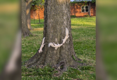 Man Spots 3 White Squirrels Playing In a Tree — Then Realizes He Missed One