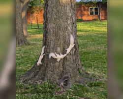 Man Spots 3 White Squirrels Playing In a Tree — Then Realizes He Missed One
