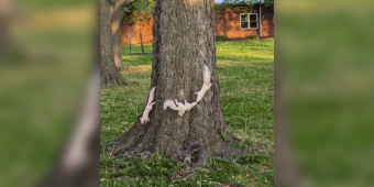 Man Spots 3 White Squirrels Playing In a Tree — Then Realizes He Missed One