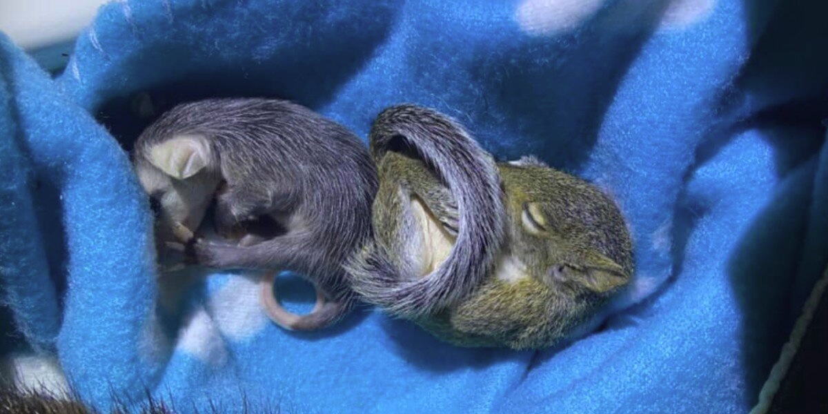 Rescued Baby Opossum Escapes Incubator — Just to Snuggle Her New Best Friend