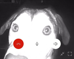 Shelter’s Doorbell Rings At 1:30 A.M. — And Staff Can’t Believe Who’s There