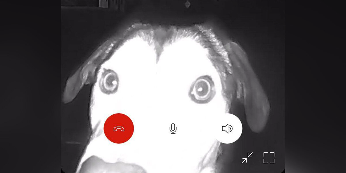 Shelter's Doorbell Rings At 1:30 A.M. — And Staff Can’t Believe Who’s There