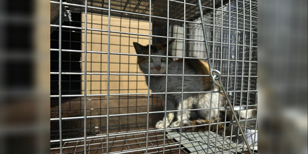 ‘Tiny Survivor’ Found in Shipping Container After 3-Week, 7,000-Mile Journey